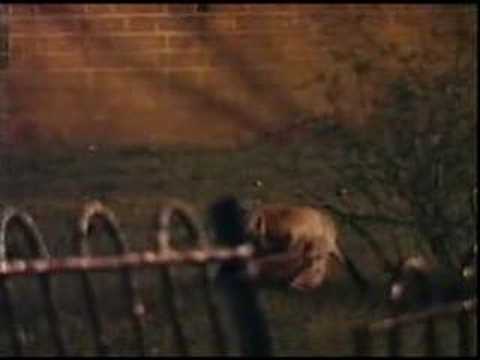 Urban Red Fox: 'Meet the Foxes' - ...