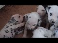 Dalmatische Puppen Dalmatische Puppen