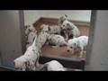 Dalmatische Puppen