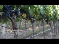 ALMA CRIOLLA - VINOS MALBEC DE ALTA GAMA