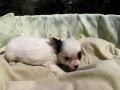 YouTube ����|�b�v�A�b�v�Đ�