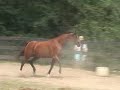 Polish Arabian Mare, linebred to Bask