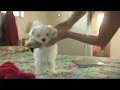 Maltese puppies for sale Maltese puppies for sale
