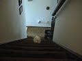 Bunny coming up the stairs