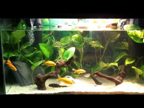 how to replant pothos