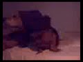 Toto SuPer Bassotto jazz dachshund Toto SuPer Bassotto jazz dachshund