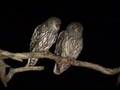 videos de barking owls