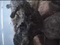 5 Baby Snapping Turtles vs 1 Minnow