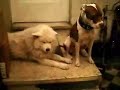 Rusty e Inuk