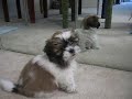 Gizmo the Shih Tzu - first bark (10 weeks old) Gizmo the Shih Tzu - first bark (10 weeks old)