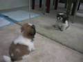 Gizmo the Shih Tzu - first bark (10 weeks old)
