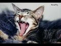 Very Funny Dogs Part 1 Very Funny Dogs Part 1