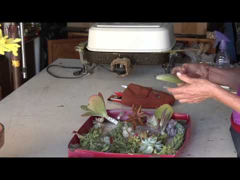 how to grow succulents from a cuttings