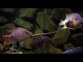 2500 L Aquarium