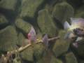 videos de 2500 L Aquarium