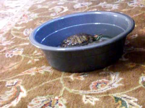 how to train turtles