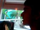 Bahama Breeze Beatboxing Bahama Breeze Beatboxing