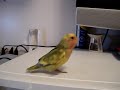 Tiny dancing to techno