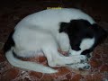 mi perro demian video fotografico