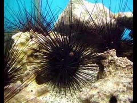 how to cure ojo with an egg