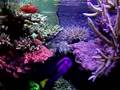 An Awsome SPS tank