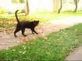 Eu e o gato...