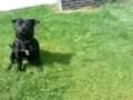 staffy agility