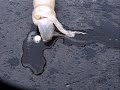 Mento and Diet Coke Bomb 4 Explosions