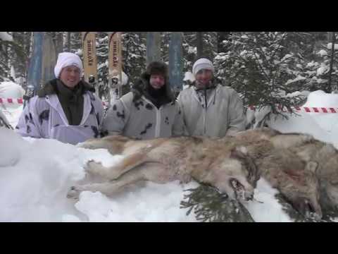 Wolf hunting 2019 (feed back)