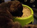 Sugu y Gheisa comiendo