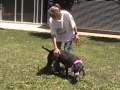 PEPPER - ID #A1234981 (**EXTREME EMERGENCY** PUPPY RETURNED TO SHELTER AFTER 11 MONTHS)