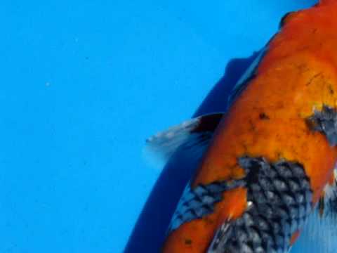 how to cure koi pox