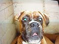 Hunde-leierens beste hunder