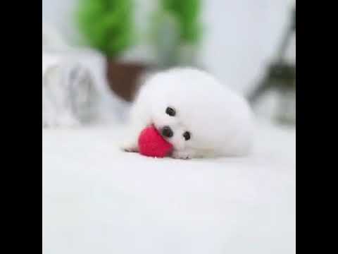 Toby Micro White Pomeranian