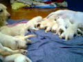 puppies lab.3gp
