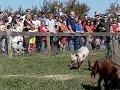 Slo-Mo Pig Races!