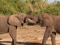 Video blog 10: Chobe park!