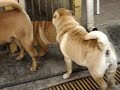 Gruma e seus filhos - nossos shar pei´s tipo SHOW Gruma e seus filhos - nossos shar pei´s tipo SHOW