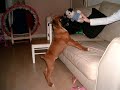Oscar the boxer dog from Scotland, Slideshow