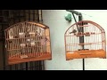 Filhotes de Coleiros Buriti, gen�tica de campe�es Para Fibra e Torneio!