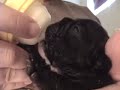 French Bulldog Puppy Being Bottle Fed
