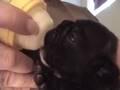 Bulldog Francés video
