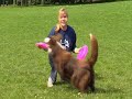 Hundefrisbee - Informationen für Anfänger Hundefrisbee - Informationen für Anfänger