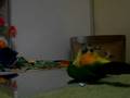 videos de [Caique] ボールをキャッチするずん吉