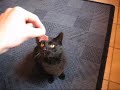 Mein Kater