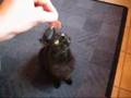 Mein Kater