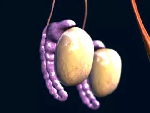 Anatomy - Male Reproductive System