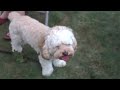 Triscut the CUTEST cockapoo ever