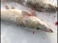 Зима Рыбалка. Щука на жерлицы. 25кг.