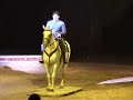 gianpiero lancellotti al circo togni gianpiero lancellotti al circo togni